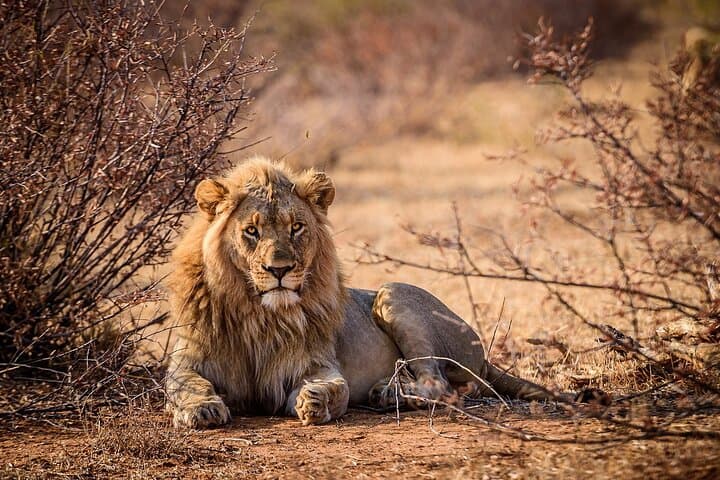 Big 5 Safari Aquila Game Reserve