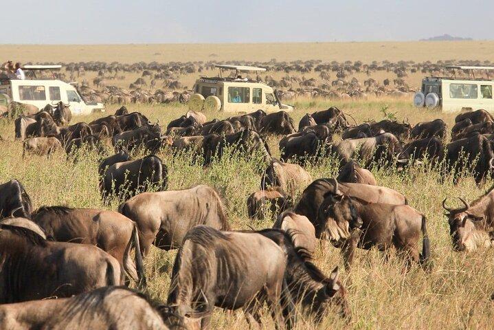 8-daagse Tanzania Great Migration Budget Safari – Mara River Crossing