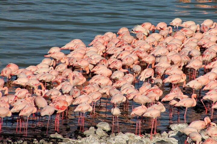 Breng 5 dagen door in Lake Nakuru Naivasha en Maasai Mara in een 4x4 Jeep
