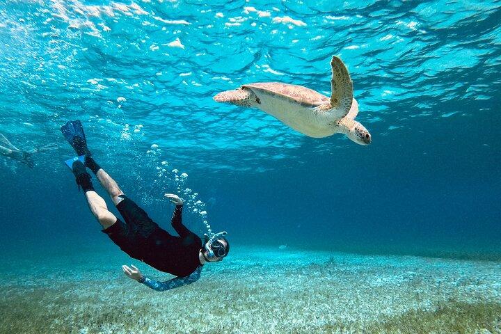 De Cozumel Turtle Sanctuary Snorkel Tour