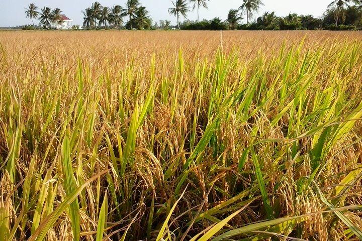 Private Mekong Delta Less Tour - Excursão à Ilha do Coco