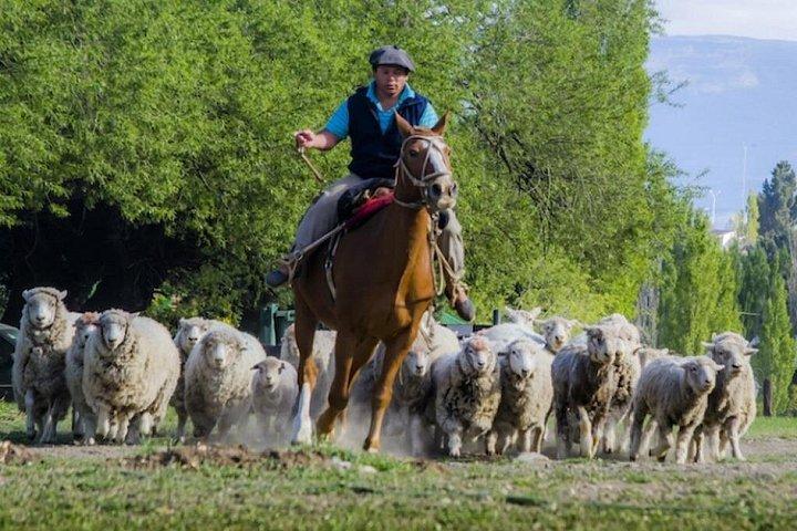 エスタンシア25デマヨ体験（ディナーと乗馬付き）