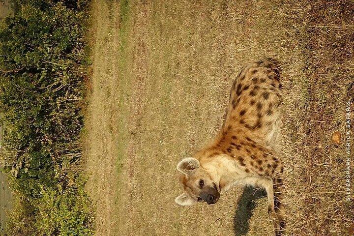 7 jours de conservation Ndutu, Serenegeti, parc Ngorongoro L Manyara