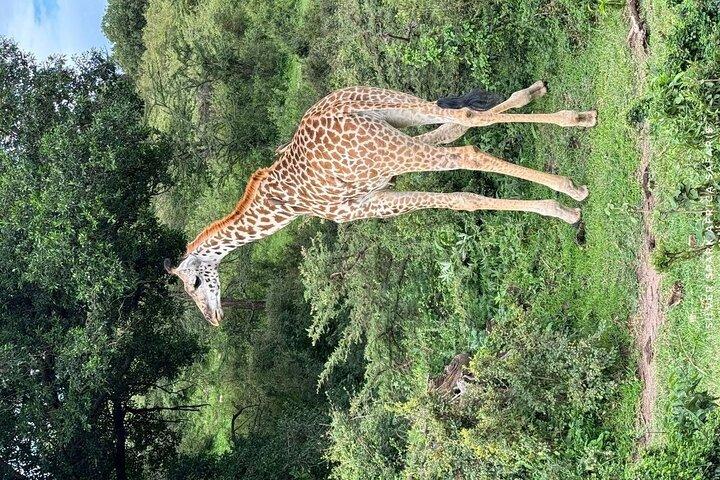 7 jours de conservation Ndutu, Serenegeti, parc Ngorongoro L Manyara