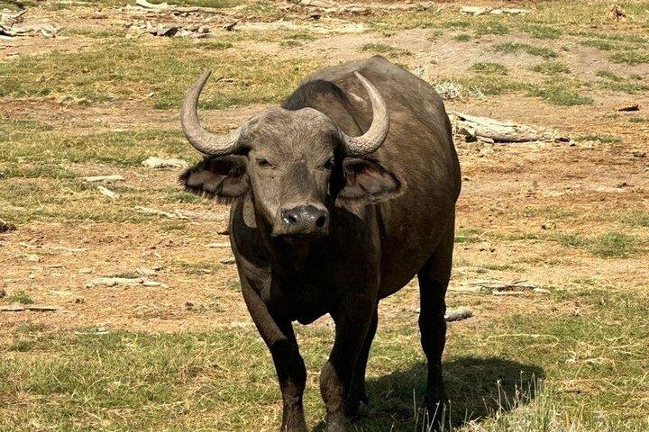 7 jours de conservation Ndutu, Serenegeti, parc Ngorongoro L Manyara