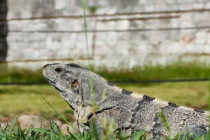 Rondleiding Chichen Itza, Mexicaans buffet, Cenote & Valladolid