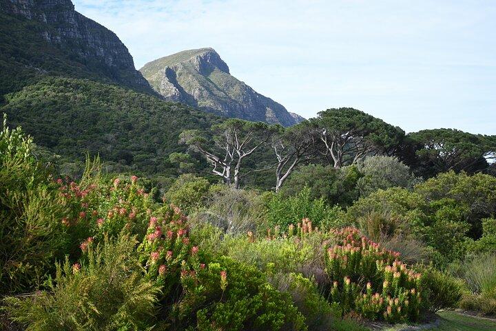 Jardins de Kirstenbosch : une visite audio par Botany Expert