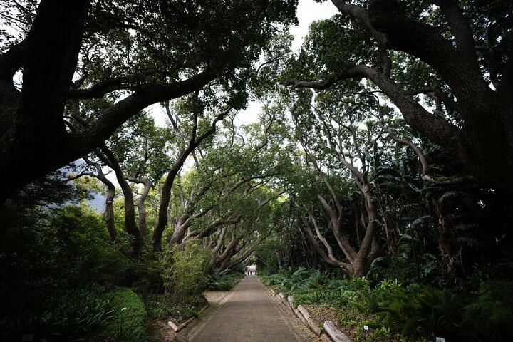 Jardins de Kirstenbosch : une visite audio par Botany Expert