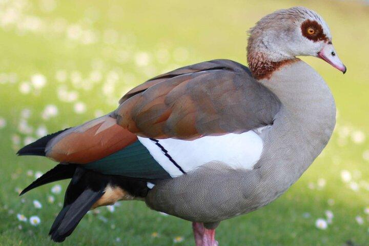 Jardins de Kirstenbosch : une visite audio par Botany Expert