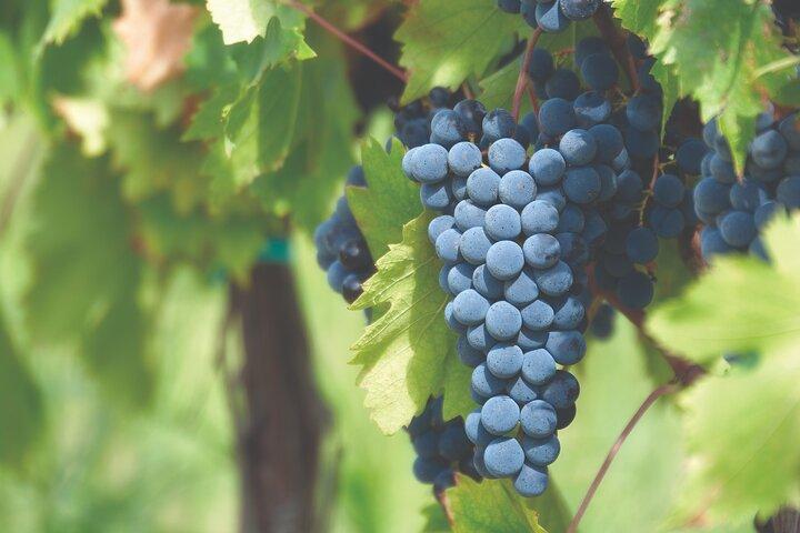 Experiencia de pisado de uvas y cata de vinos.