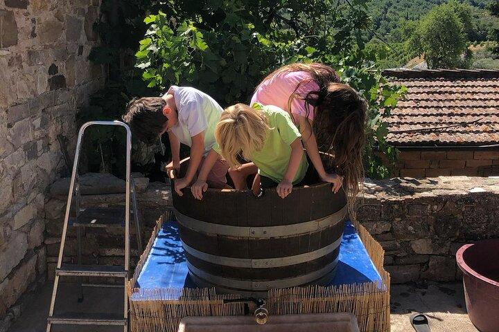 Experiencia de pisado de uvas y cata de vinos.