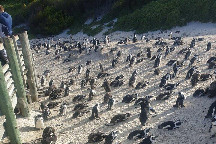 Table Mountain, Penguins et Cape Point Sharing GroupTour