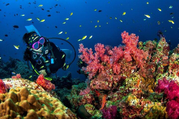 認定ダイバーのためのキングクルーザーの沈没船とドクマイ島での 3 回の楽しいダイビング