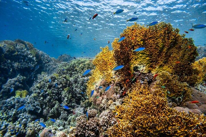 3 immersioni divertenti a Racha Yai e Racha Noi per subacquei certificati