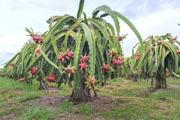Private traditionelle Olivenhain- und Drachenfruchtfarm-Tour