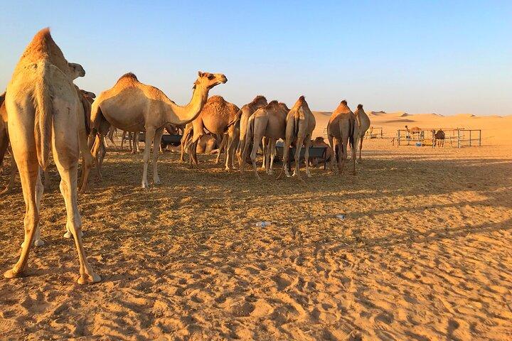 Dune Buggy Tour avec Camel et Sand Boarding Abu Dhabi