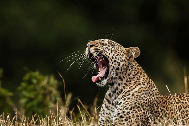 Galle/Mirissa/Tangalle: Transfer til Ella & Yala/Udawalawa Safari