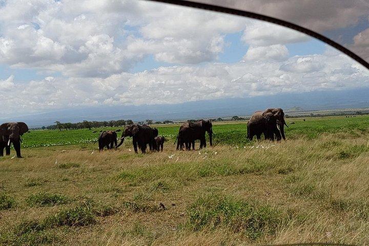 アンボセリ国立公園への終日少人数ガイド付きツアー