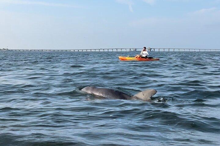 Kayak al tramonto con i delfini