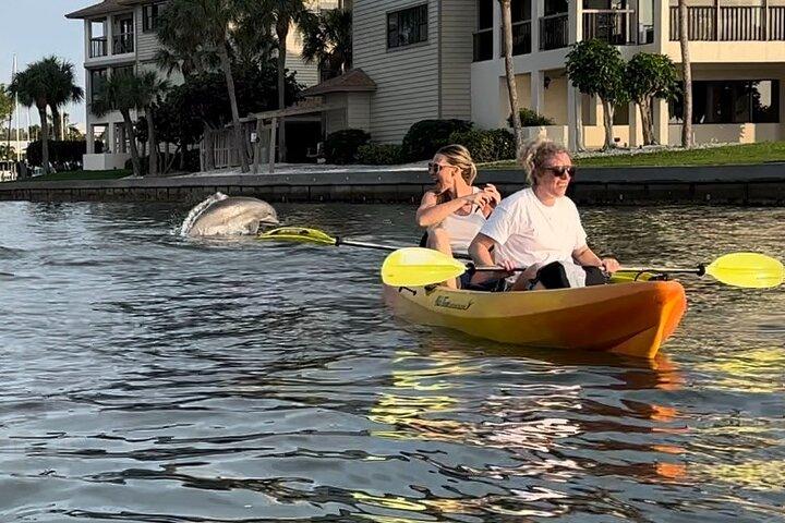 Kayak al tramonto con i delfini