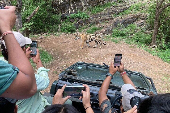 Jaipur to Ranthambore Tiger reserve Safari Day trip All Inclusive