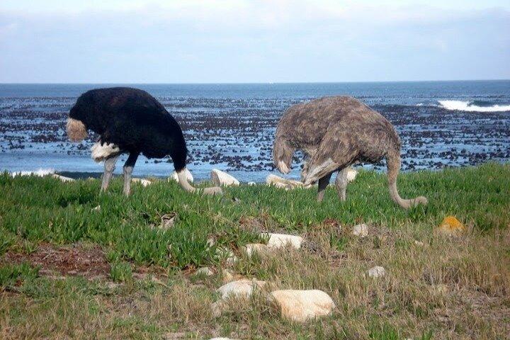 Visite privée d'une journée complète dans la péninsule du Cap