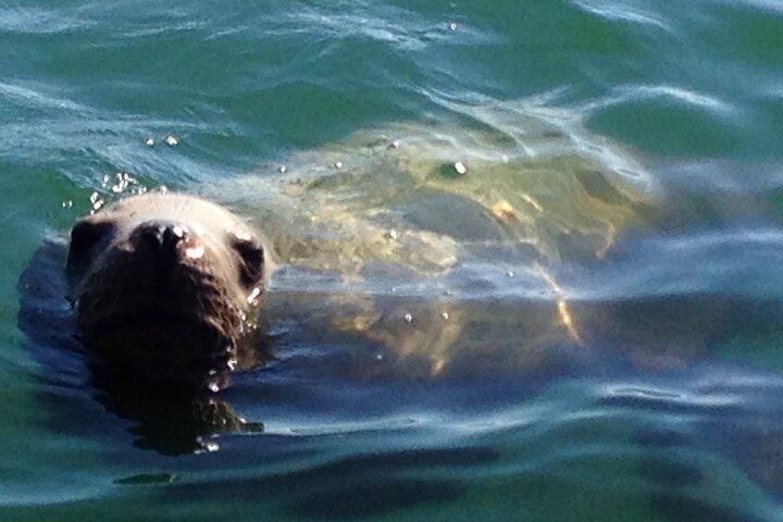 Private Charter Scenic Wildlife Excursion for Cruise Passengers