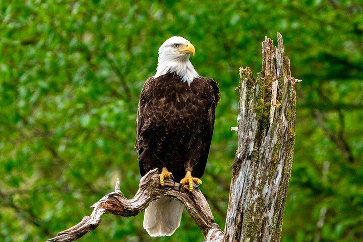 Private Charter Scenic Wildlife Excursion for Cruise Passengers