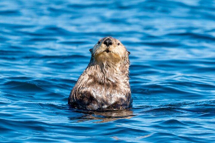 Private Charter Scenic Wildlife Excursion for Cruise Passengers