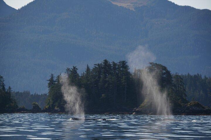 Private Charter Scenic Wildlife Excursion for Cruise Passengers