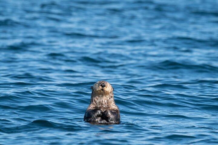 Private Charter Scenic Wildlife Excursion for Cruise Passengers