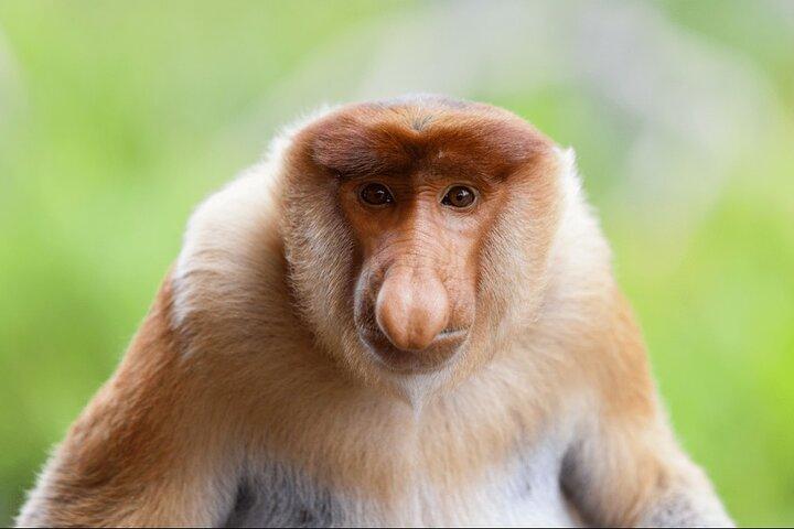 Klias Rivercruise Proboscis Monkey et Lucioles