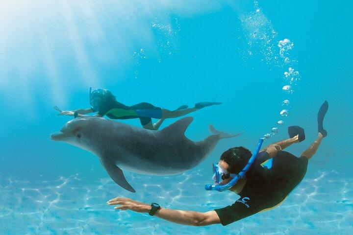 Dolphin House & Snorkeling Excursion à Hurghada