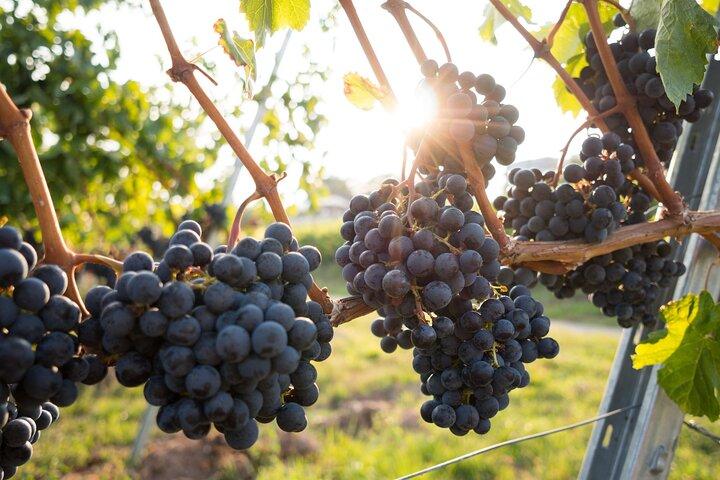 Florens: Chianti Wine, Cheese Farm Day Tour & Pasta Matlagningskurs