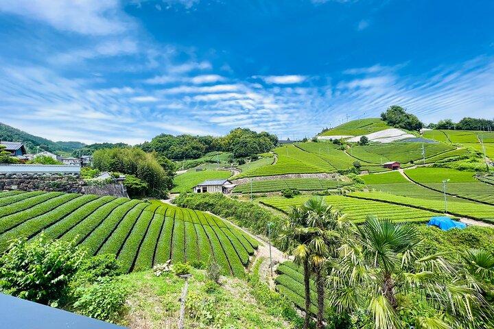 7hr Private Wazuka Verdadera Experiencia Oculta en Kyoto Matcha Farm