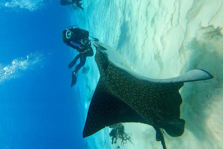 Cozumel underwater 2 Tank Dive by boat