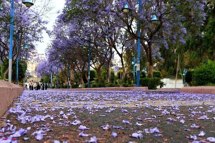 6 - Dia Saudia Highlands: Jeddah, Taif, Al Baha, Abha Tour Privado