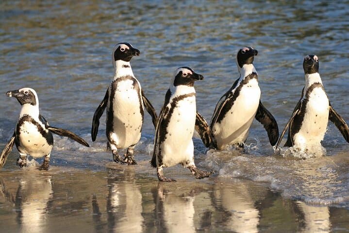 Table Mountain, Cape of Good Hope , Penguins , Bo Kaap and Seals