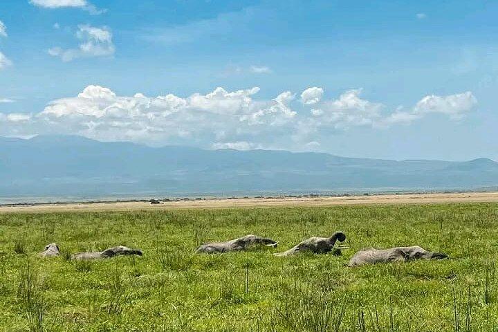 5 jours de safari à Amboseli, au lac Nakuru et au Masai Mara