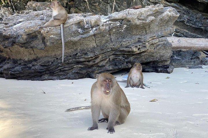 高級カタマランのサンセットがあるメイトン島ピファイマヤベイ