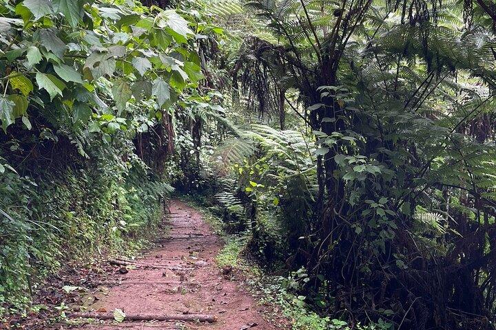 Nairobi Paardrij-ervaring in het Karura-bos