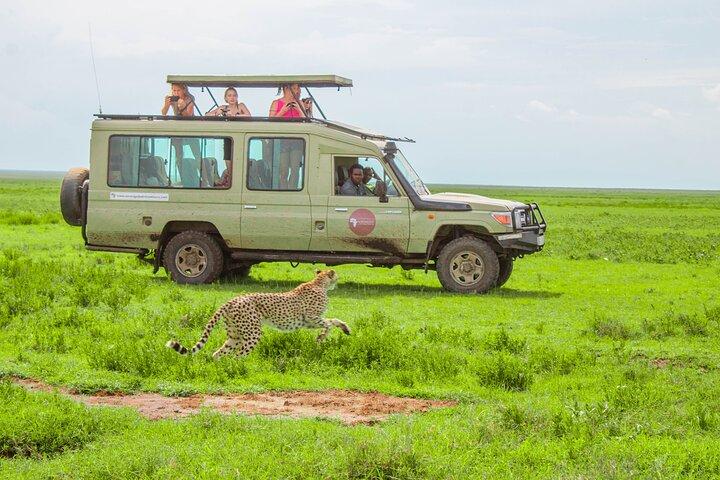6-dages Tanzania Wildlife Mid range Safari