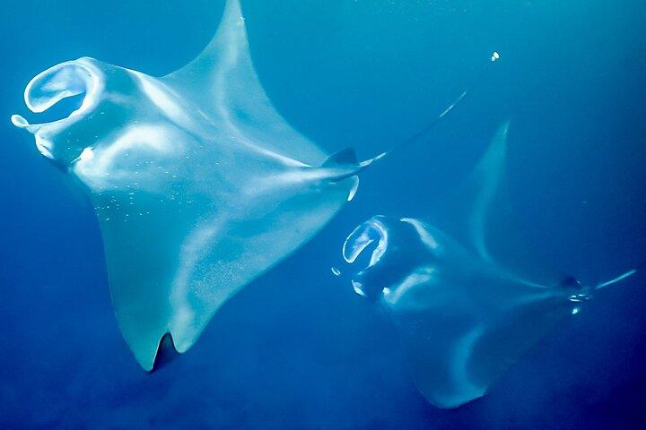 Manta Snorkel a tarda notte