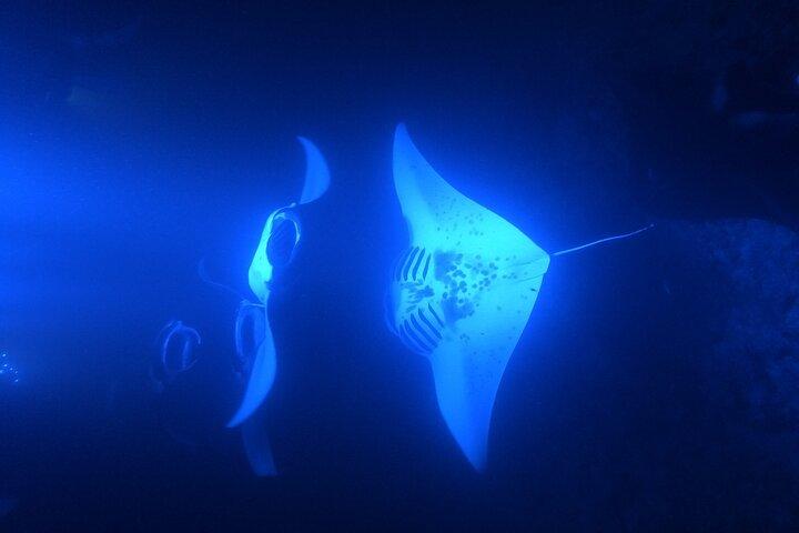 Manta Snorkel a tarda notte