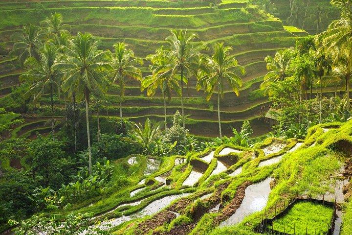 Private ture til hjertet af Bali Island