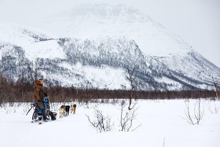 犬ぞり : トロムソ発、北極のセルフドライブ体験
