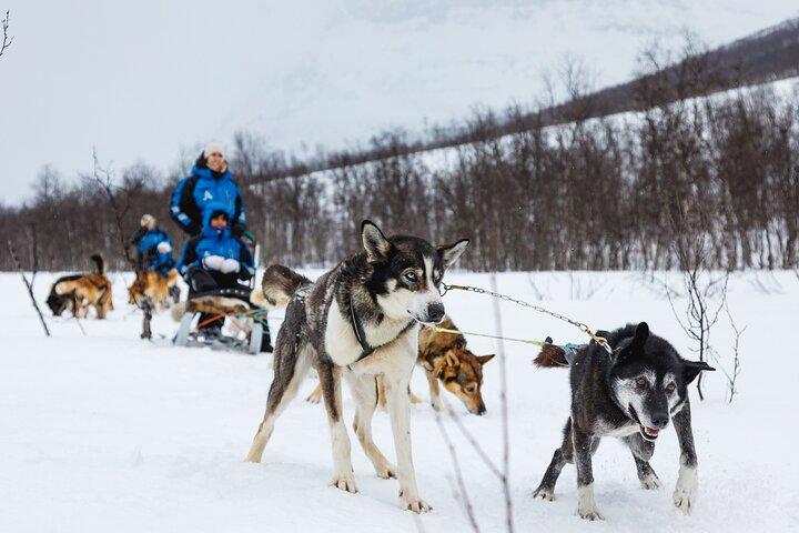 犬ぞり : トロムソ発、北極のセルフドライブ体験