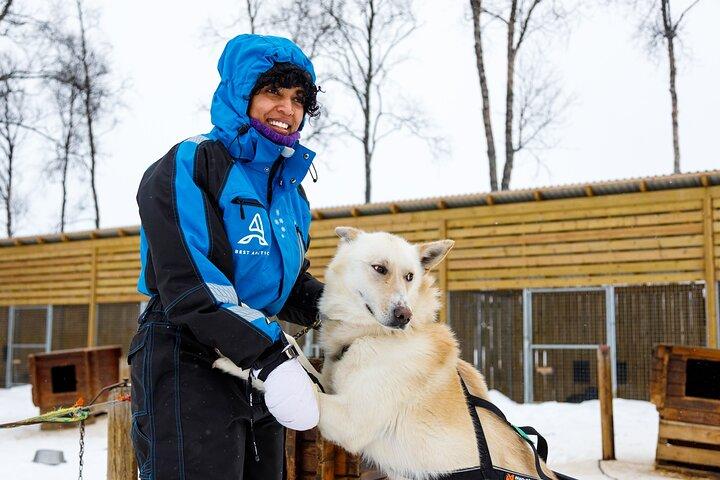 犬ぞり : トロムソ発、北極のセルフドライブ体験
