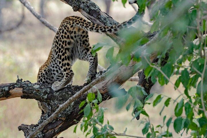 2-dages Selous (Nyerere NP) Night Game Drive Safari fra Zanzibar