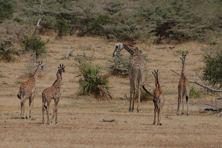 2-dages Selous (Nyerere NP) Night Game Drive Safari fra Zanzibar